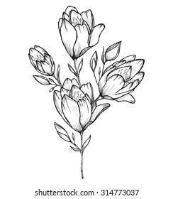 Sketch of flowers by hand on an isolated background