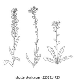 sketch of flowers, hoary alyssum, field pennycress and shepherd's purse, Thlaspi arvense, Berteroa incana and Capsella bursa-pastoris, vector drawing wild plants isolated at white background