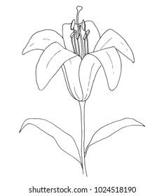 Sketch of flowers. Lily isolated on white background. Vector illustration