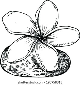 Sketch of flowers on stone