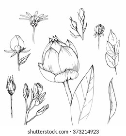 sketch of flowers, the rosebuds, daisies, eustoma, leaves pattern, graphic set flowers on a white background, vector illustration