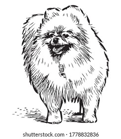 Sketch of fluffy cute lap dog standing on the street