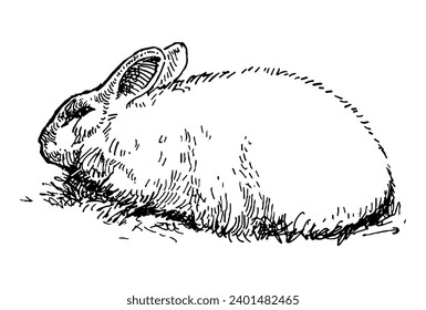 Sketch of fluffy cute white rabbit sitting in grass