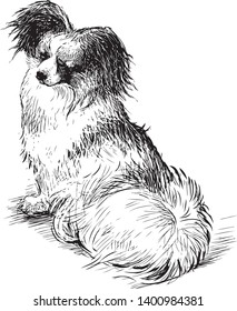 Sketch of a fluffy lap dog