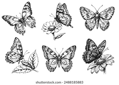 Sketch of a fluttering butterfly. On a white background.