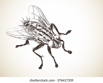 Sketch of fly, Hand drawn illustration