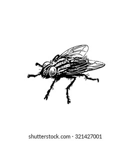 Sketch of fly. Hand drawn vector illustration.