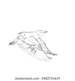 sketch of a flying bird on a white background