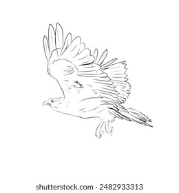 boceto de un águila voladora sobre un fondo blanco