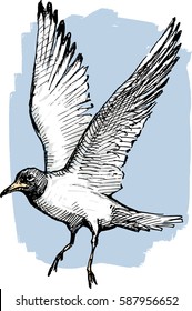 sketch of a flying gull