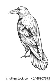 Sketch of flying raven. Hand drawn illustration converted to vector