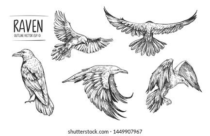 Sketch of flying raven. Hand drawn illustration converted to vector
