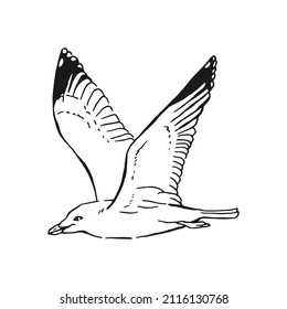 Esbozo de gaviotas voladoras. Ilustración dibujada a mano convertida en vector. Estilo de línea de arte aislado en un fondo blanco.