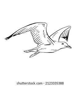 Sketch of flying seagulls. Hand drawn illustration converted to vector. Line art style isolated on white background.