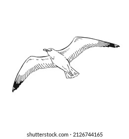 Sketch of flying seagulls. Hand drawn illustration converted to vector. Line art style isolated on white background.