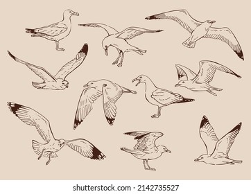 Esbozo de gaviotas voladoras. Ilustración dibujada a mano convertida en vector.