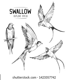 Sketch of a flying swallow. Hand drawn illustration converted to vector