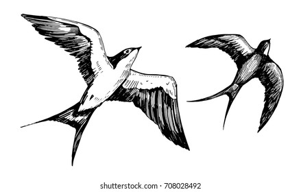 Sketch of flying swallows. Hand drawn illustration converted to vector
