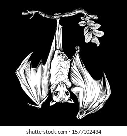 Sketch of a Flying-Fox on a branch. Hand drawn style print. Vector black and white illustration.