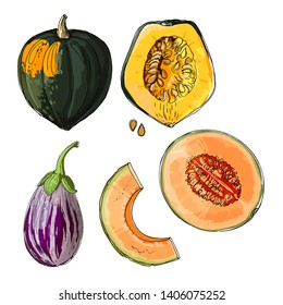 Sketch of food. Acorn Squash, Cantaloupe, Listada De Gandia Eggplant. Vector drawing of vegetables and herbs.