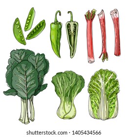 Sketch of food. Collards, Snow Peas, Rhubarb, Anaheim Peppers, Napa Cabbage, Bok Choy. Vector drawing of spices. 