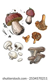 Sketch of food mushrooms. Boletus edulis, oyster mushrooms, chanterelles, champignons