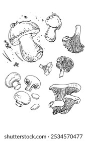 Sketch of food mushrooms. Boletus edulis, oyster mushrooms, chanterelles, champignons