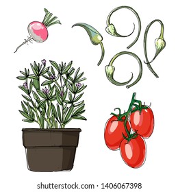 Sketch of food. Roma Tomatoes, Savory, Garlic Scapes, radish. Vector drawing of vegetables and herbs.