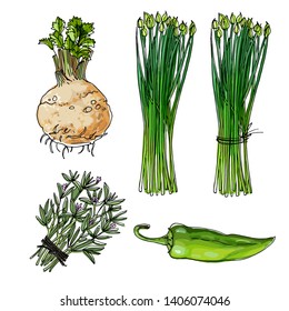 Sketch of food. Savory, Garlic Chives, Celeriac, Anaheim Peppers. Vector drawing of vegetables and herbs.