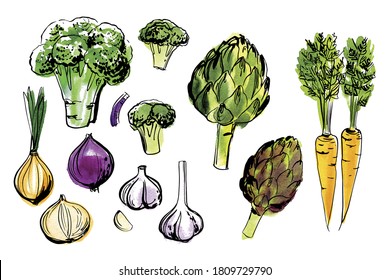 Sketch of food vegetables by line and watercolor. Broccoli, artichoke, carrot, onion, garlic