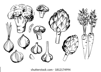 Sketch of food vegetables by line and watercolor. Broccoli, artichoke, carrot, onion, garlic
