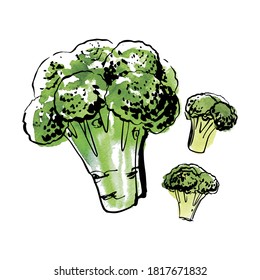 Sketch of food vegetables by line and watercolor. Broccoli