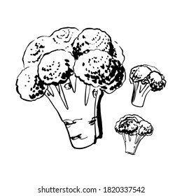 Sketch of food vegetables by line and watercolor. Broccoli