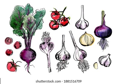 Sketch of food vegetables by line and watercolor. Beets, garlic, cherry tomatoes, onions