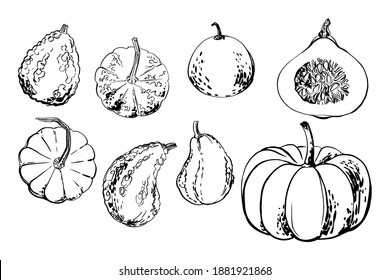 Sketch of food vegetables by line and watercolor. Pumpkins