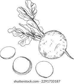 Sketch of food vegetables by line. Turnips vector illustration