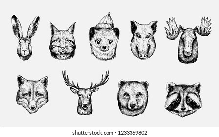 Sketch of forest animals: hare, lynx, marten, boar, moose, wolf, deer, fox, bear, racoon