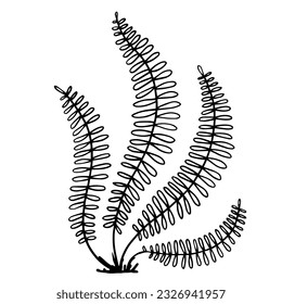 Sketch forest grass fern.Vector graphics.