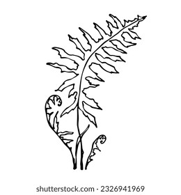 Sketch forest grass fern.Vector graphics.