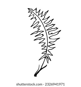 Sketch forest grass fern.Vector graphics.