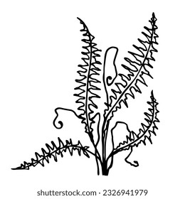 Sketch forest grass fern.Vector graphics.