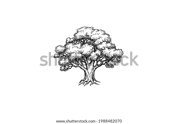 Sketch Forest Tree Isolated On White Stock Vector (Royalty Free ...