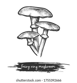 Sketch of forest or wood mushroom in fairy ring form. Marasmius edible shroom or eatable plant. Vintage sign or icon of fungi. Natural food. Culinary and botany, biology and nature, cook theme