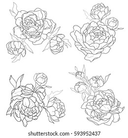 Sketch of four beautiful peonies on a white background.