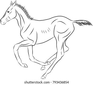 A sketch of a freely cantering foal.