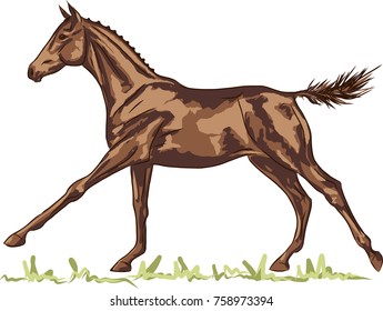 A sketch of a freely galloping foal.