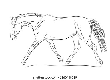 A sketch of a freely trotting horse.