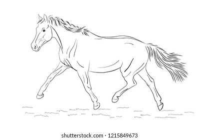 A sketch of a freely trotting horse.