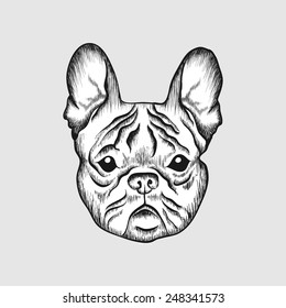 Sketch French bulldog. Hand drawn face of dog illustration.