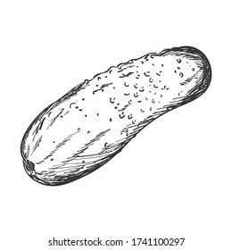 Sketch of a fresh cucumber. Side view. Cucumber, gherkin.Black-and-white vector illustration for recipes, menus, and packaging. Hand drawn, isolated on a white background.